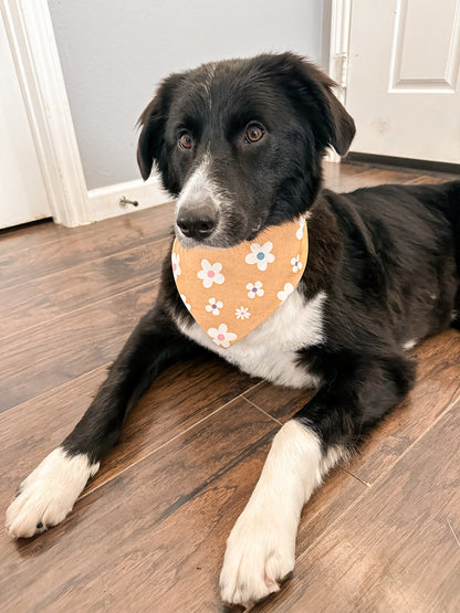 Boho Rainbows and Clouds Dog Bandana