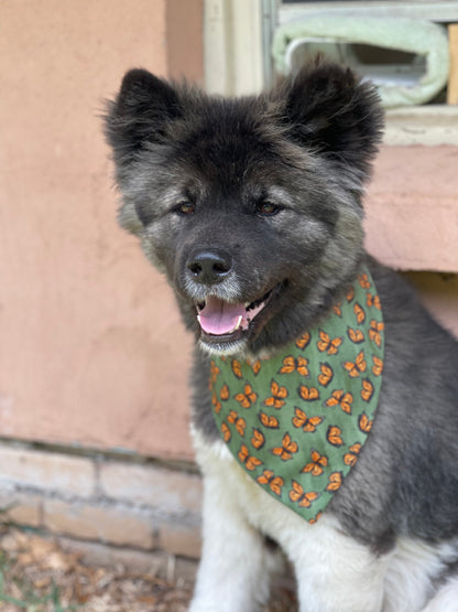 Butterfly Dog Bandana